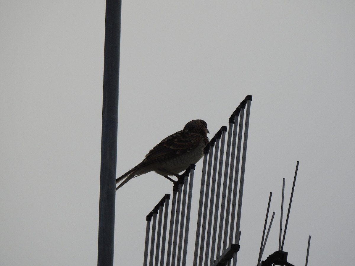 Spotted Bowerbird - Sharron Krause