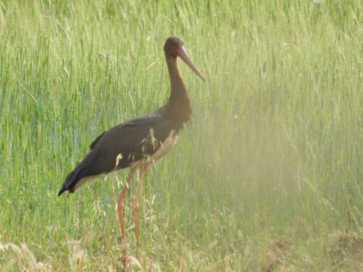 Black Stork - Kenan Erayman