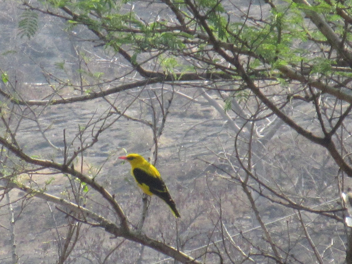 Indian Golden Oriole - ML618806632