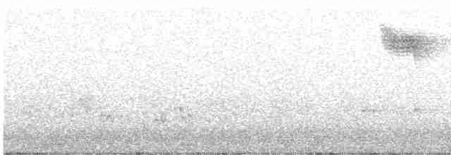 Weißbrauendrossel - ML618806635