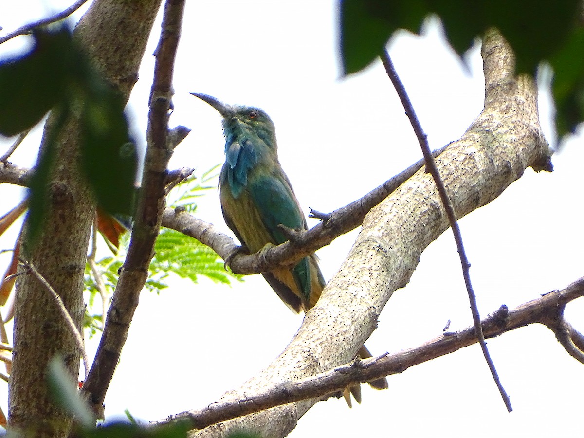 Blue-bearded Bee-eater - Sabyasachi Roy