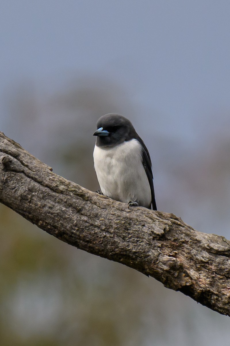 White-breasted Woodswallow - ML618806638