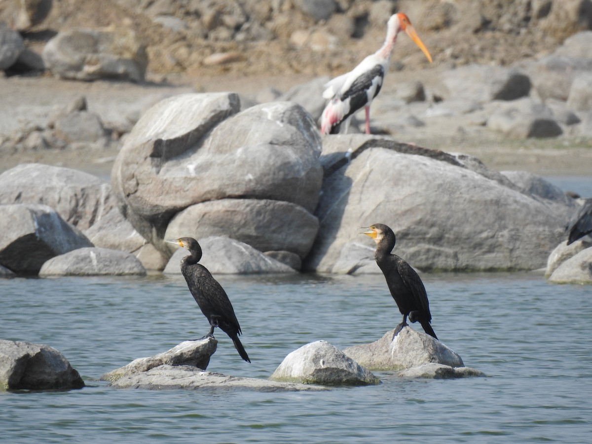 Great Cormorant - Sudhanva Jahagirdar