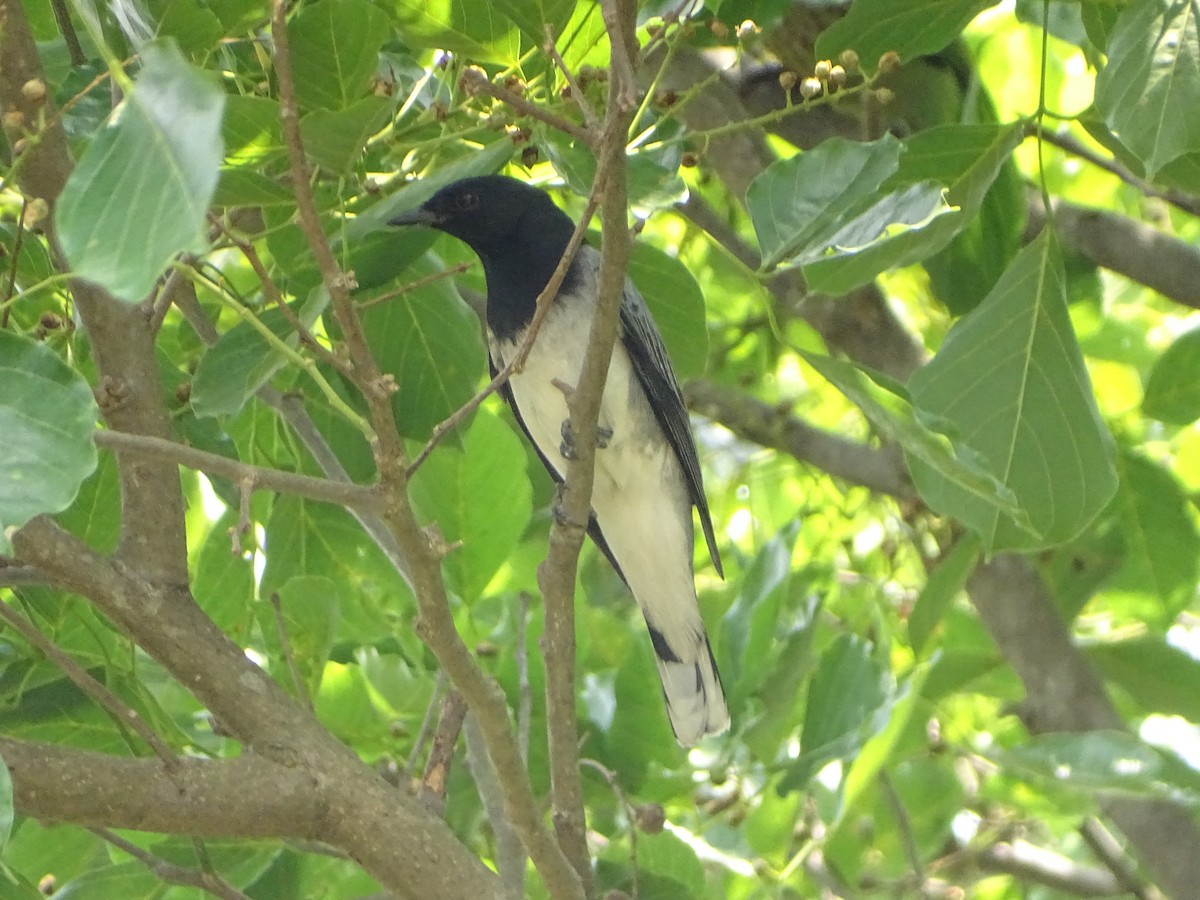 Black-headed Cuckooshrike - Sabyasachi Roy