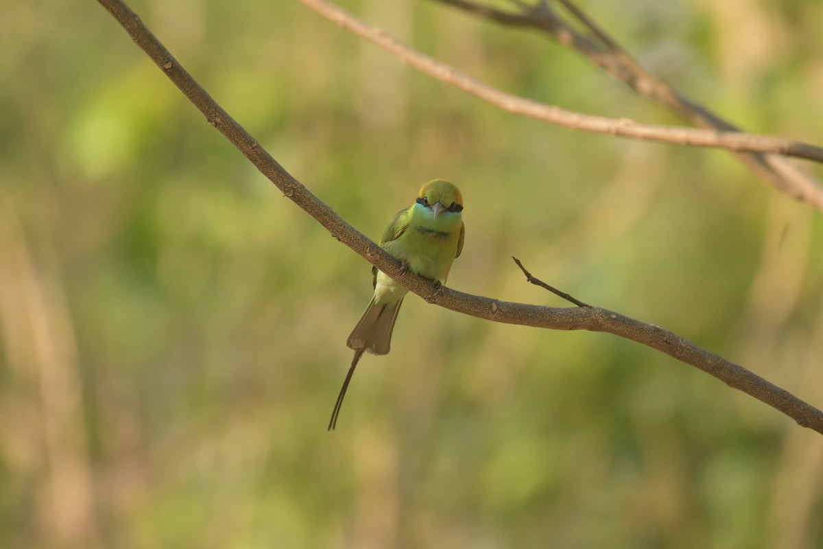 Asian Green Bee-eater - Harsh Shah