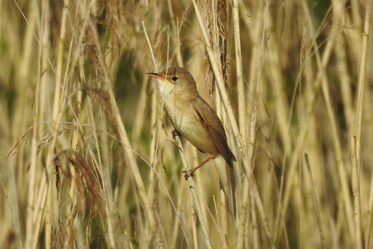 Common Reed Warbler - ML618806701