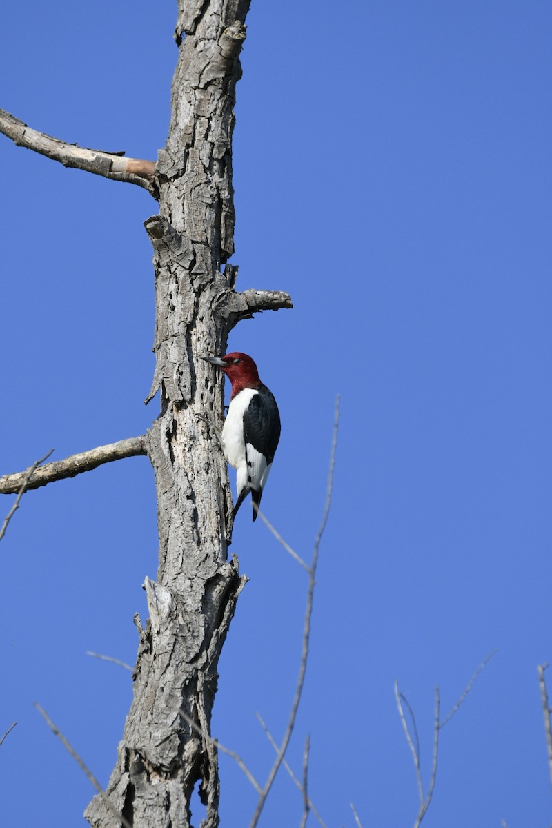 Red-headed Woodpecker - Ben Henry