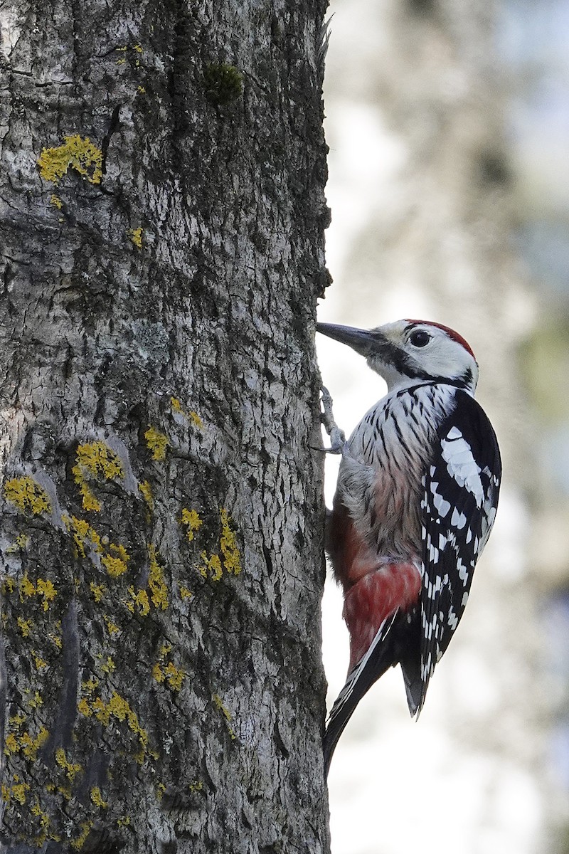 White-backed Woodpecker - Sami Tuomela