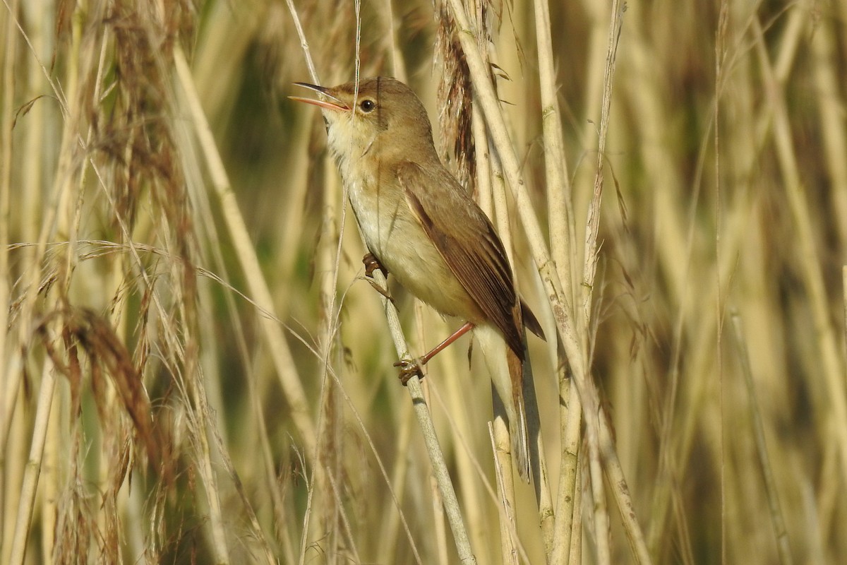 Common Reed Warbler - Peter Hines