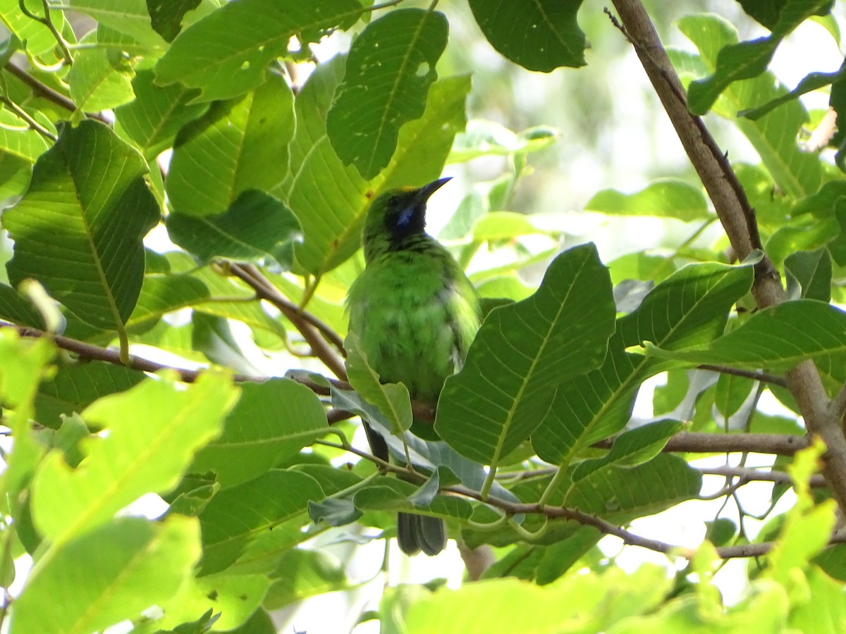 Golden-fronted Leafbird - Sabyasachi Roy