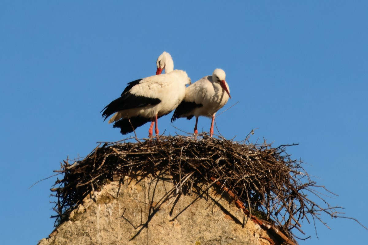 White Stork - Alexandre Hespanhol Leitão