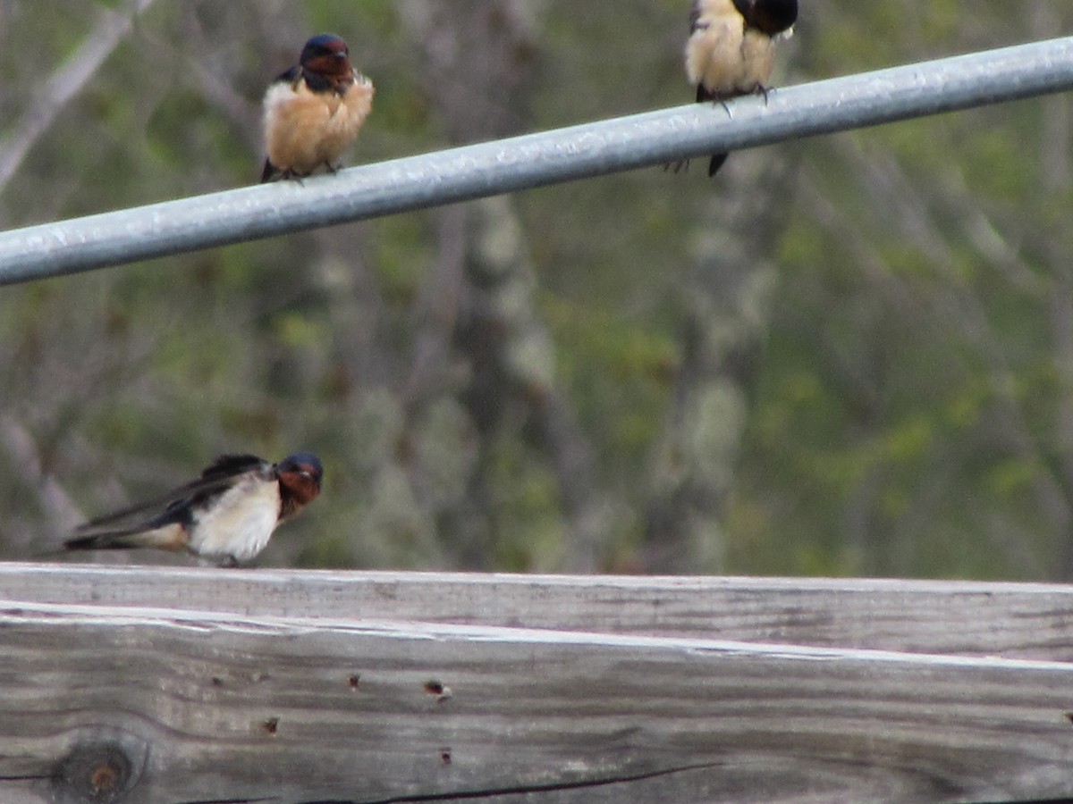 eBird Checklist 10 May 2024 210 Old Otis RD Danby Pond Danby, VT