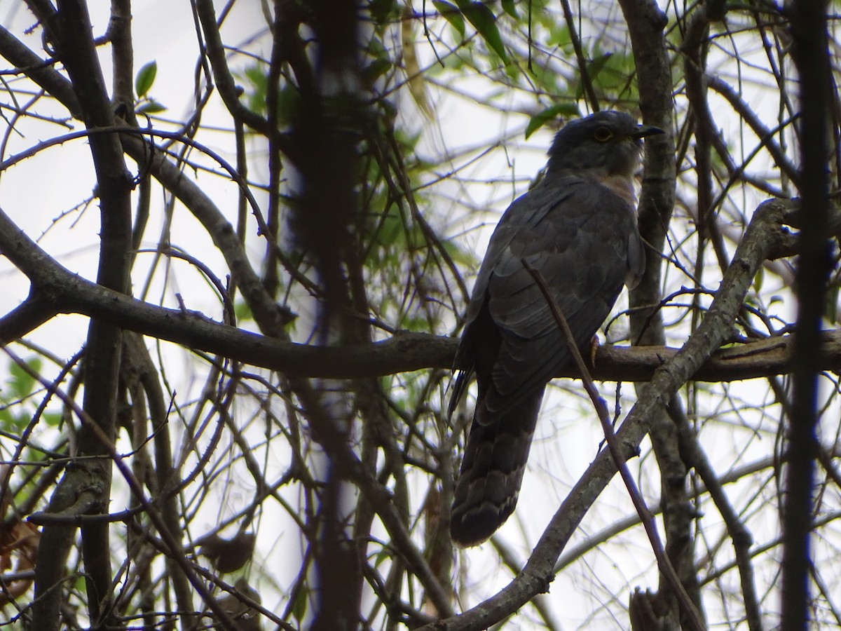Common Hawk-Cuckoo - Sabyasachi Roy
