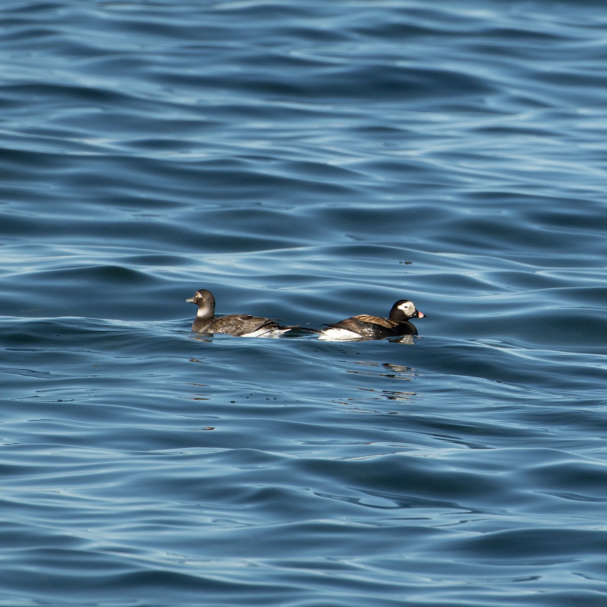Long-tailed Duck - ML618806750