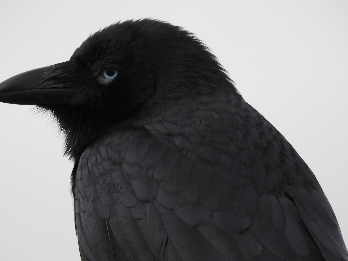 Torresian Crow - Sharron Krause