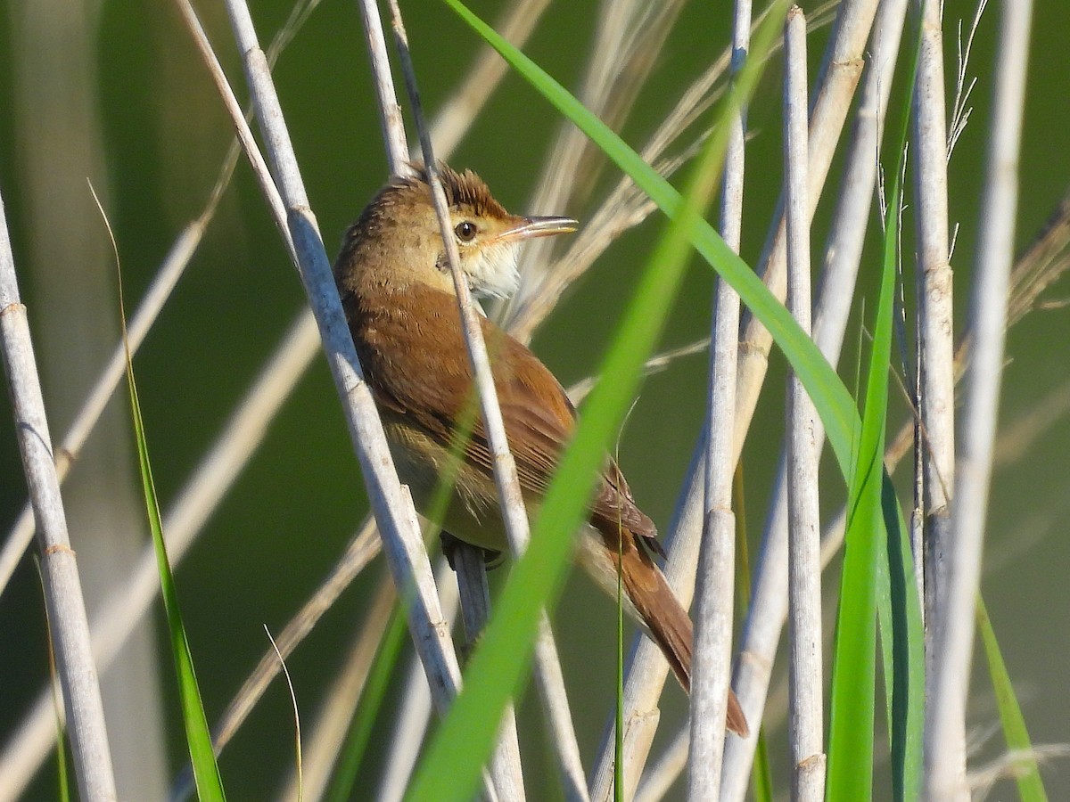 Common Reed Warbler - ML618806828