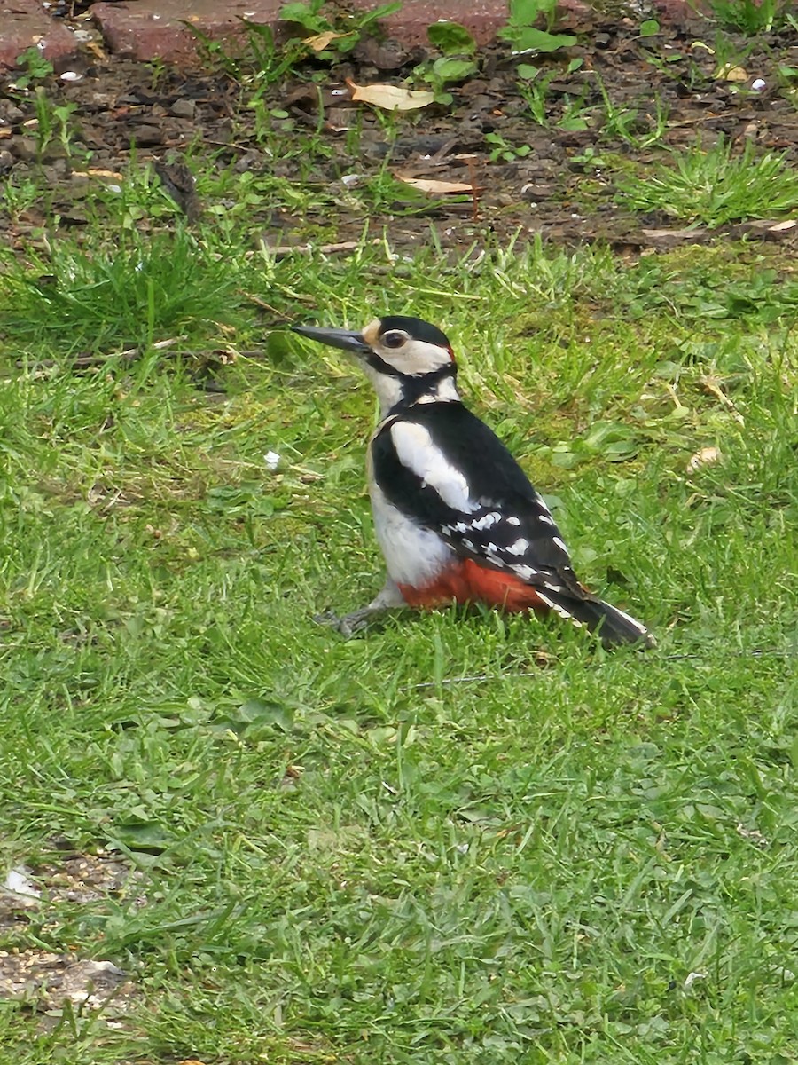 Great Spotted Woodpecker - Tim Earl