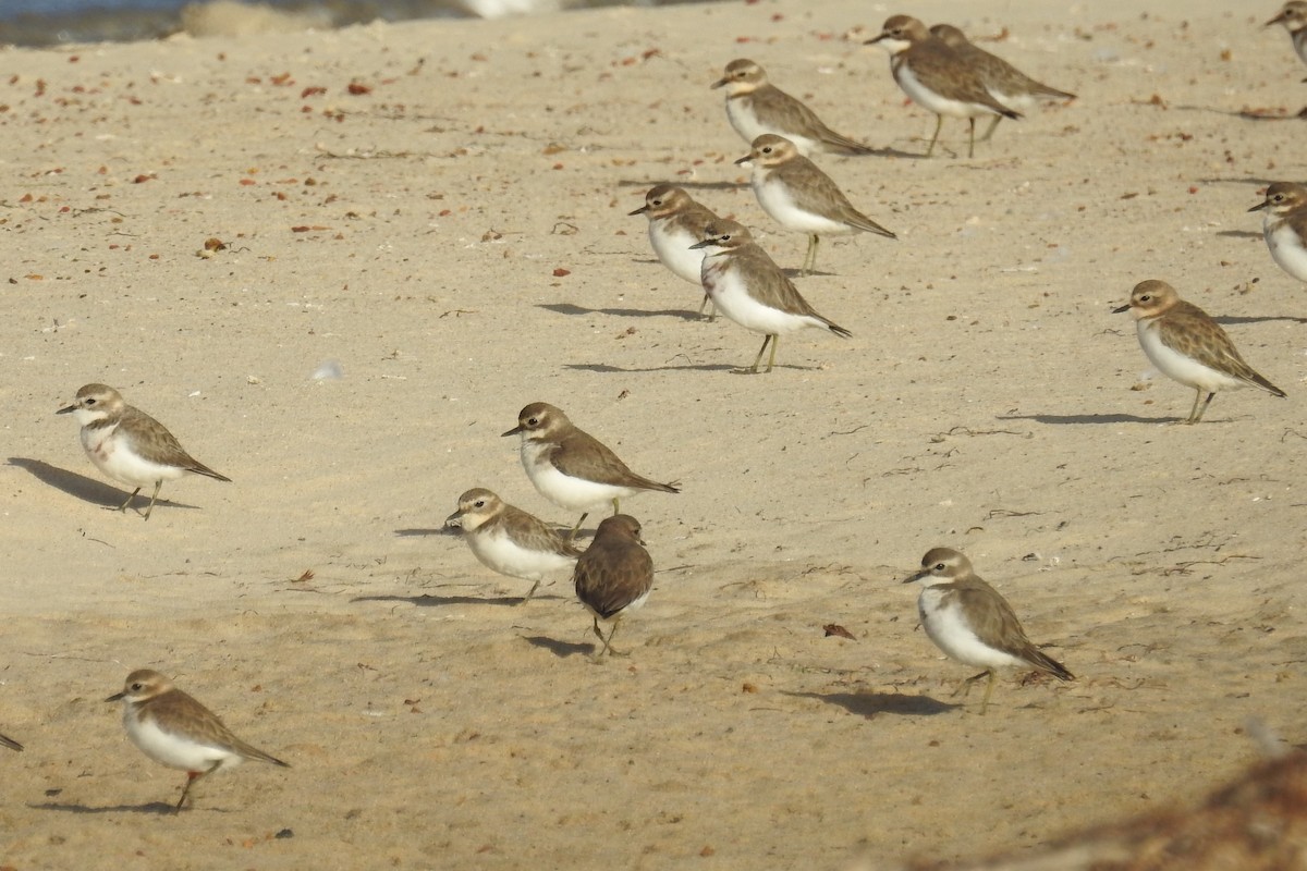 Double-banded Plover - ML618806876
