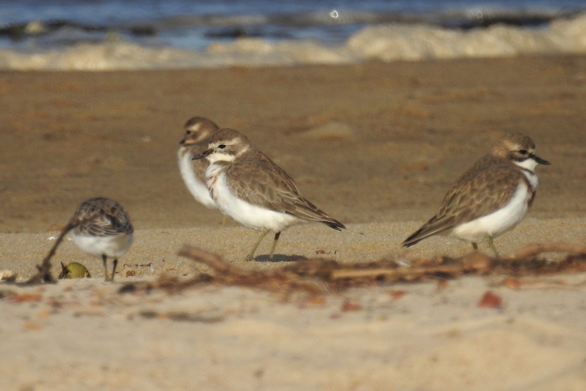 Double-banded Plover - ML618806880