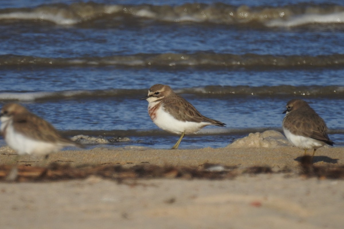 Double-banded Plover - ML618806883