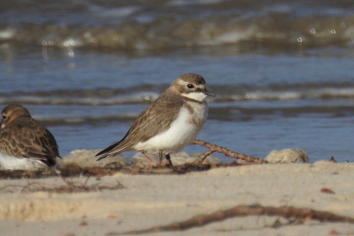 Double-banded Plover - ML618806884