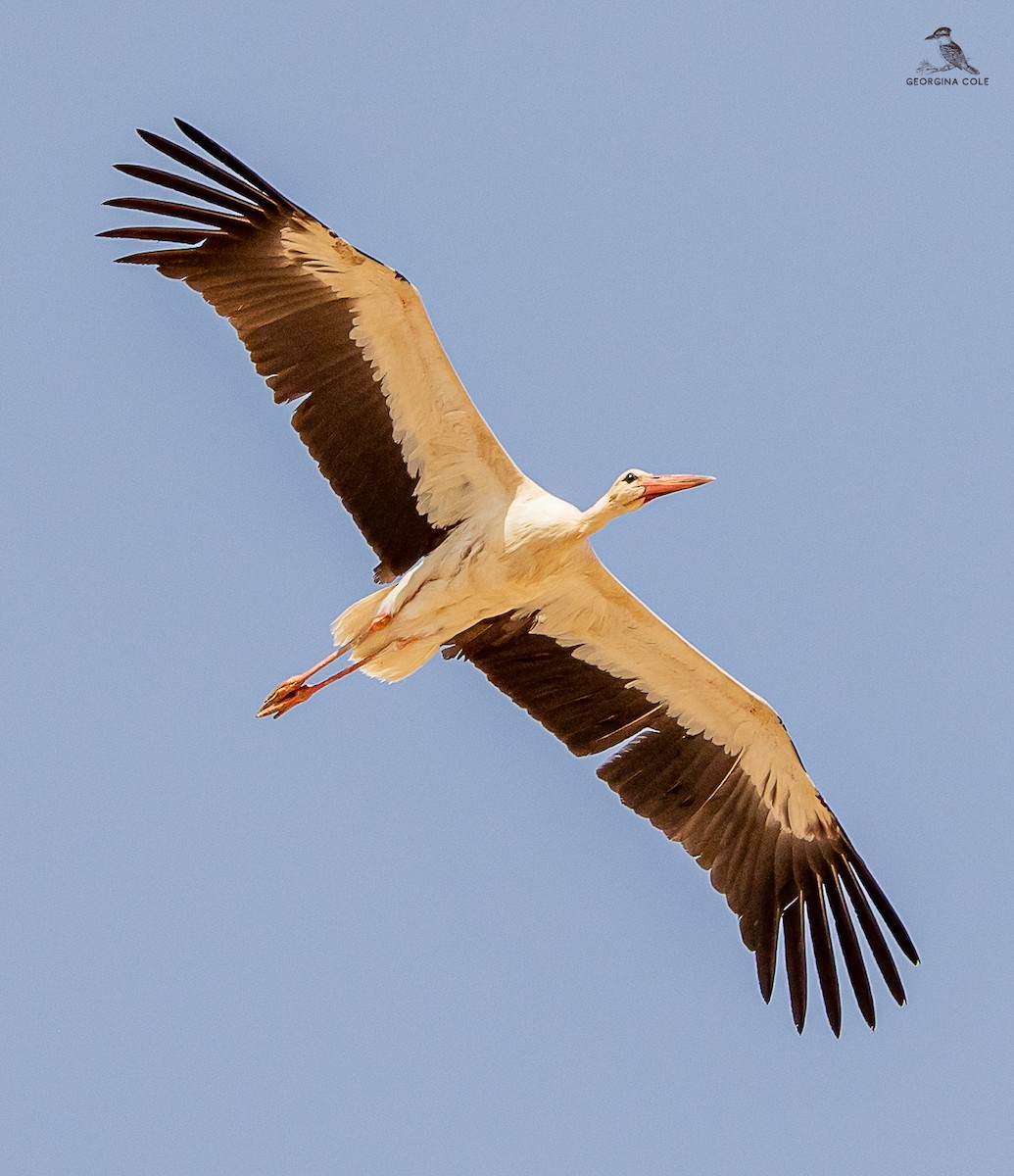 White Stork - Gounies Team