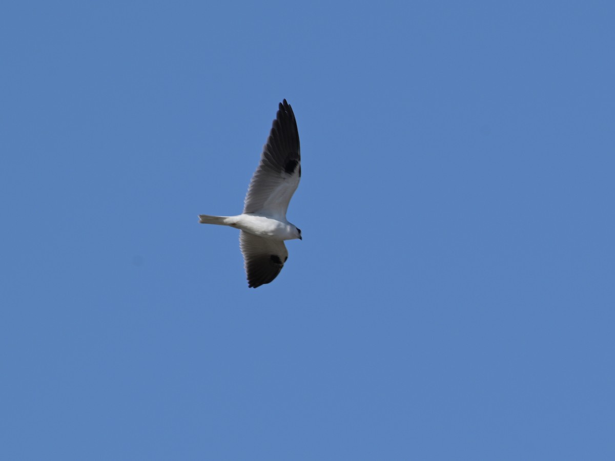 Black-shouldered Kite - ML618806989