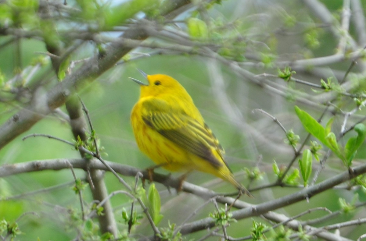 Yellow Warbler - David Argent