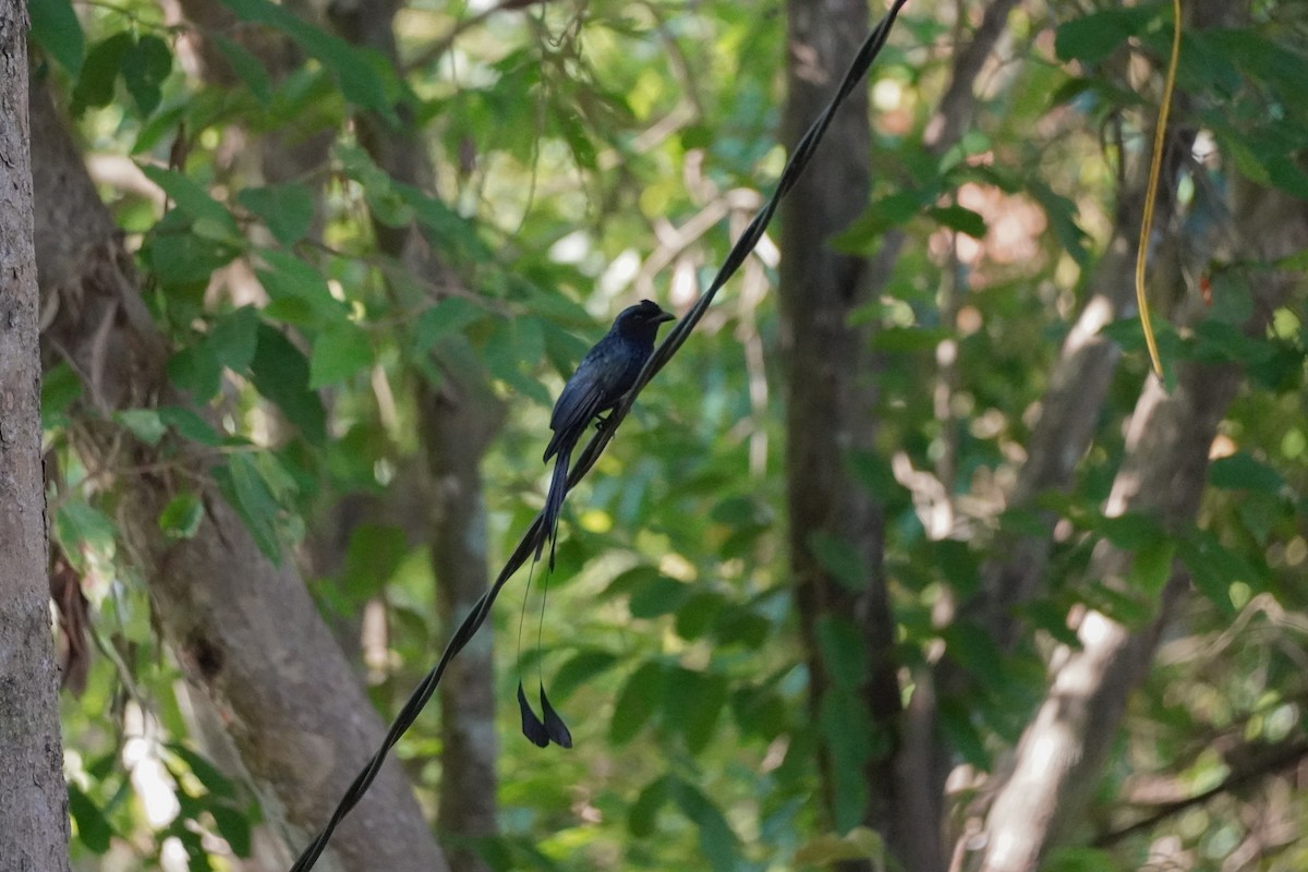 Greater Racket-tailed Drongo - ML618807043