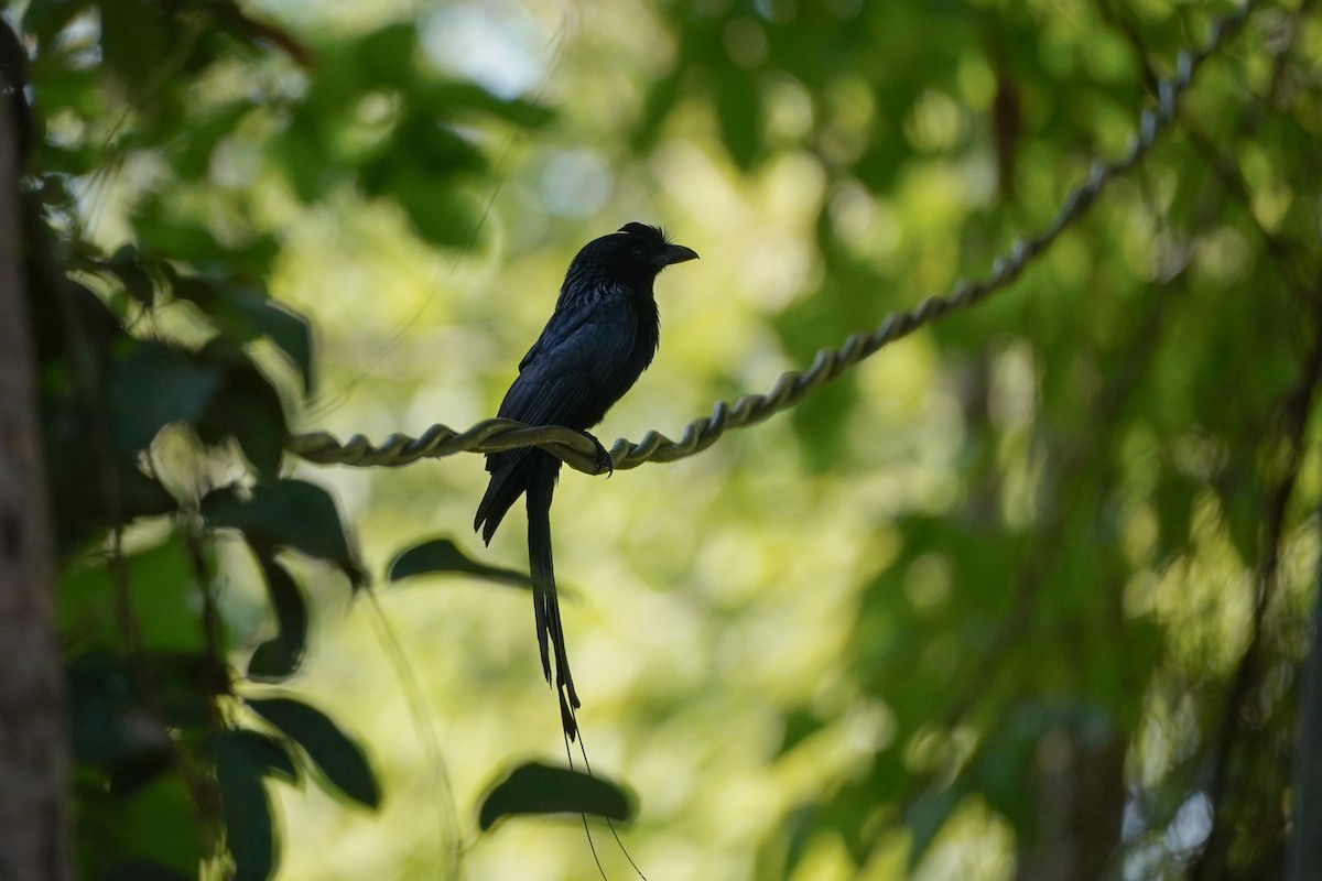 Greater Racket-tailed Drongo - ML618807044