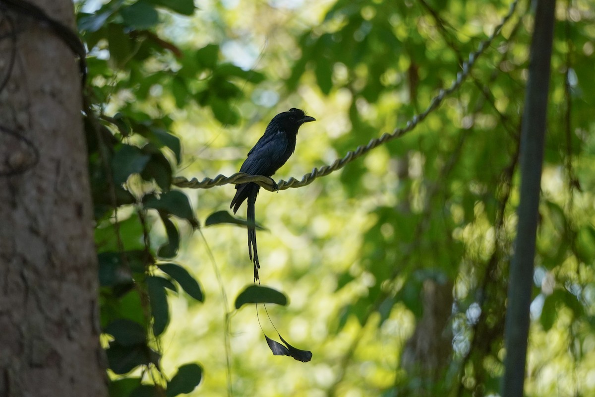 Greater Racket-tailed Drongo - ML618807045
