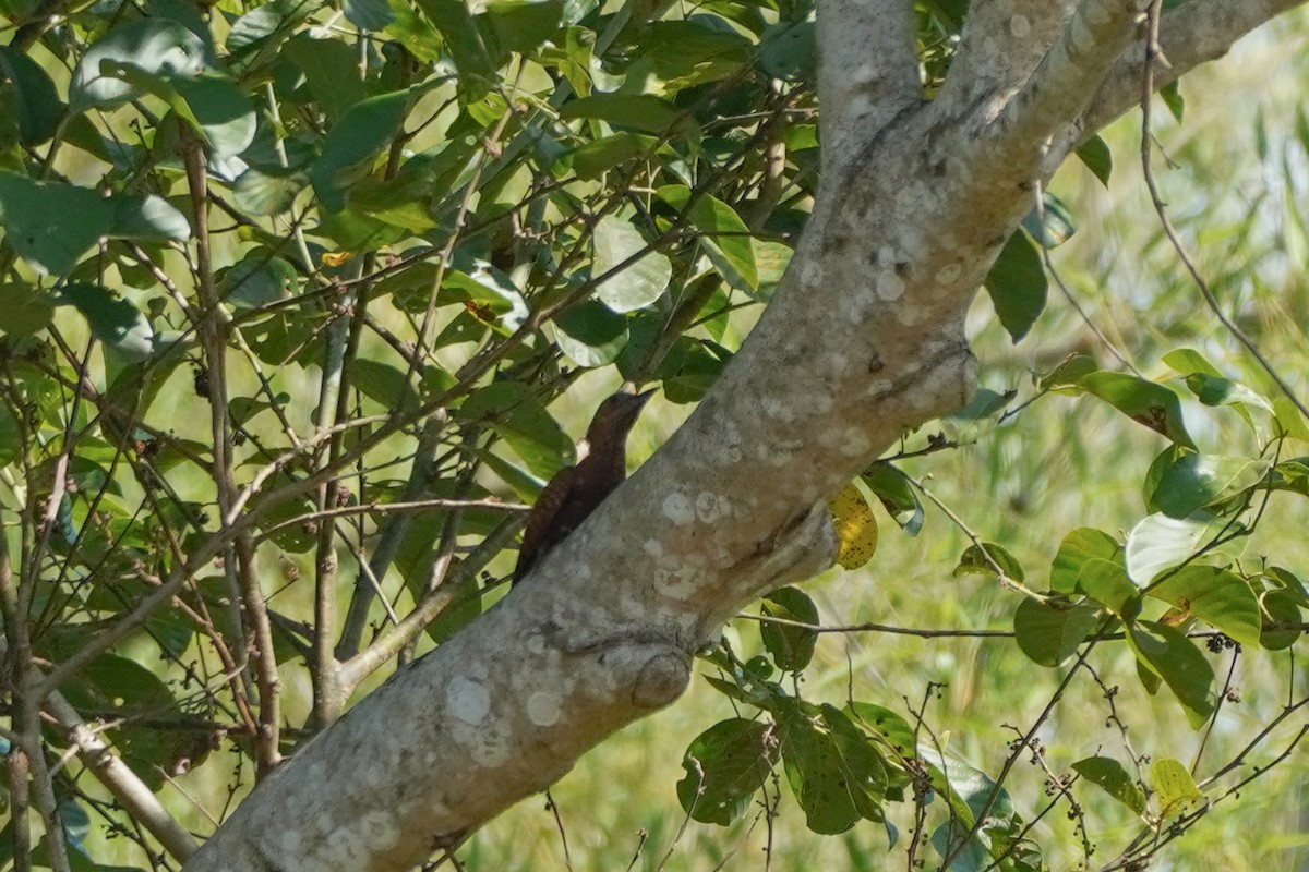 Rufous Woodpecker - Shih-Chun Huang