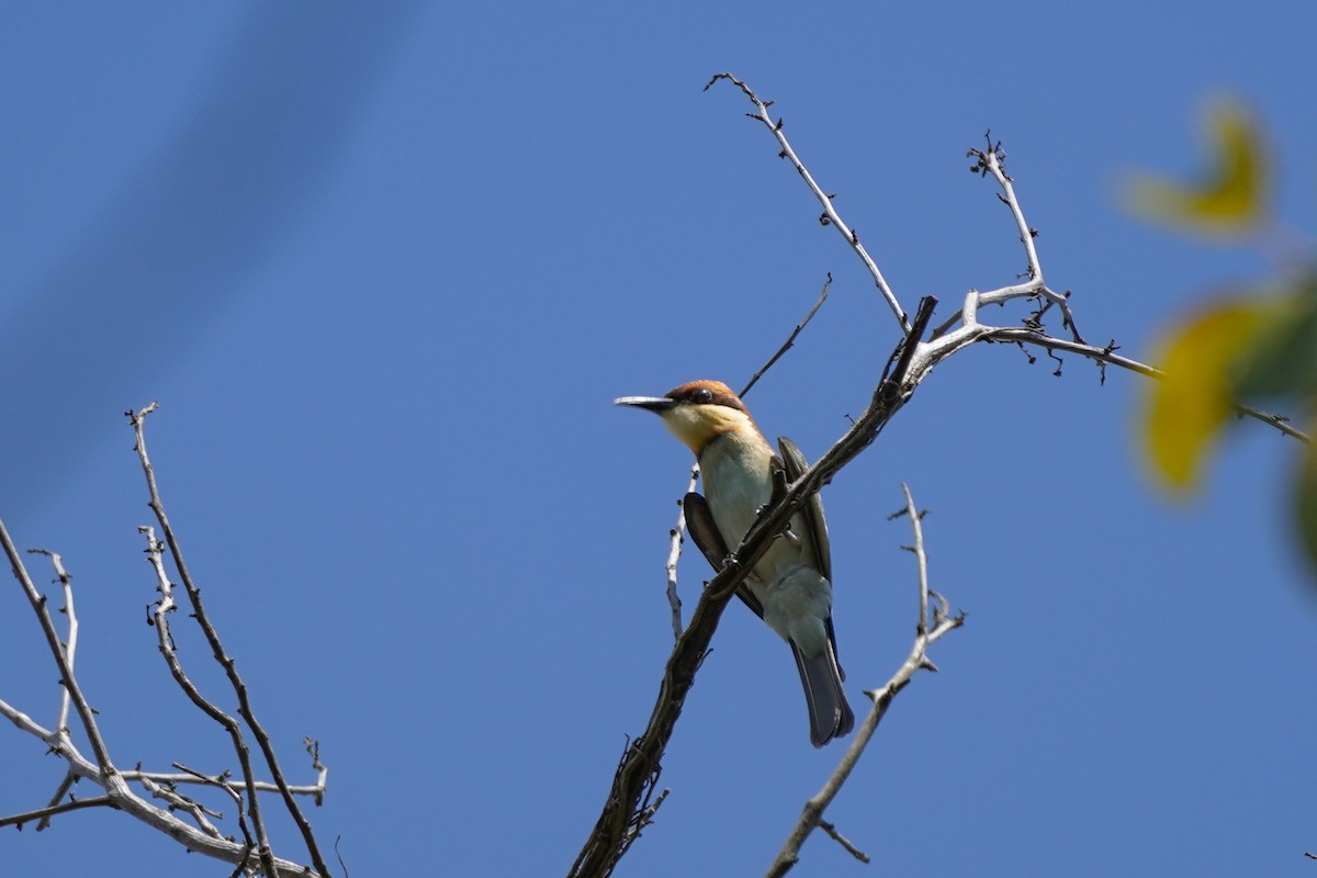 Chestnut-headed Bee-eater - ML618807055