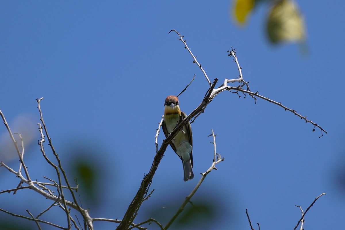 Chestnut-headed Bee-eater - ML618807057