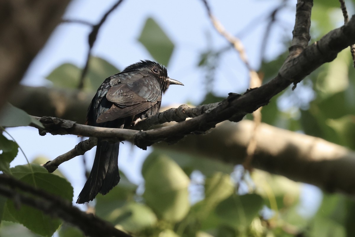 Square-tailed Drongo-Cuckoo - wang ye