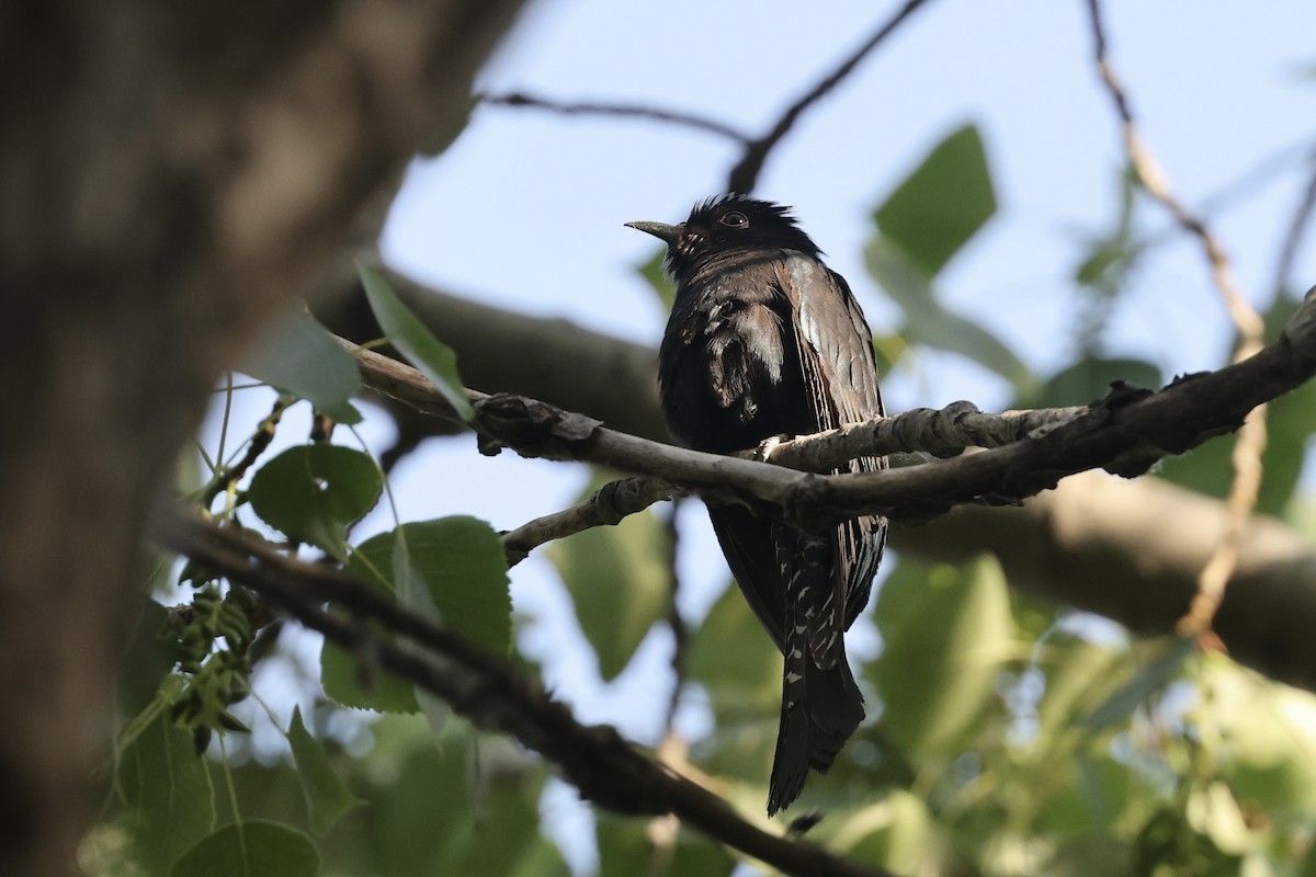 Square-tailed Drongo-Cuckoo - ML618807073