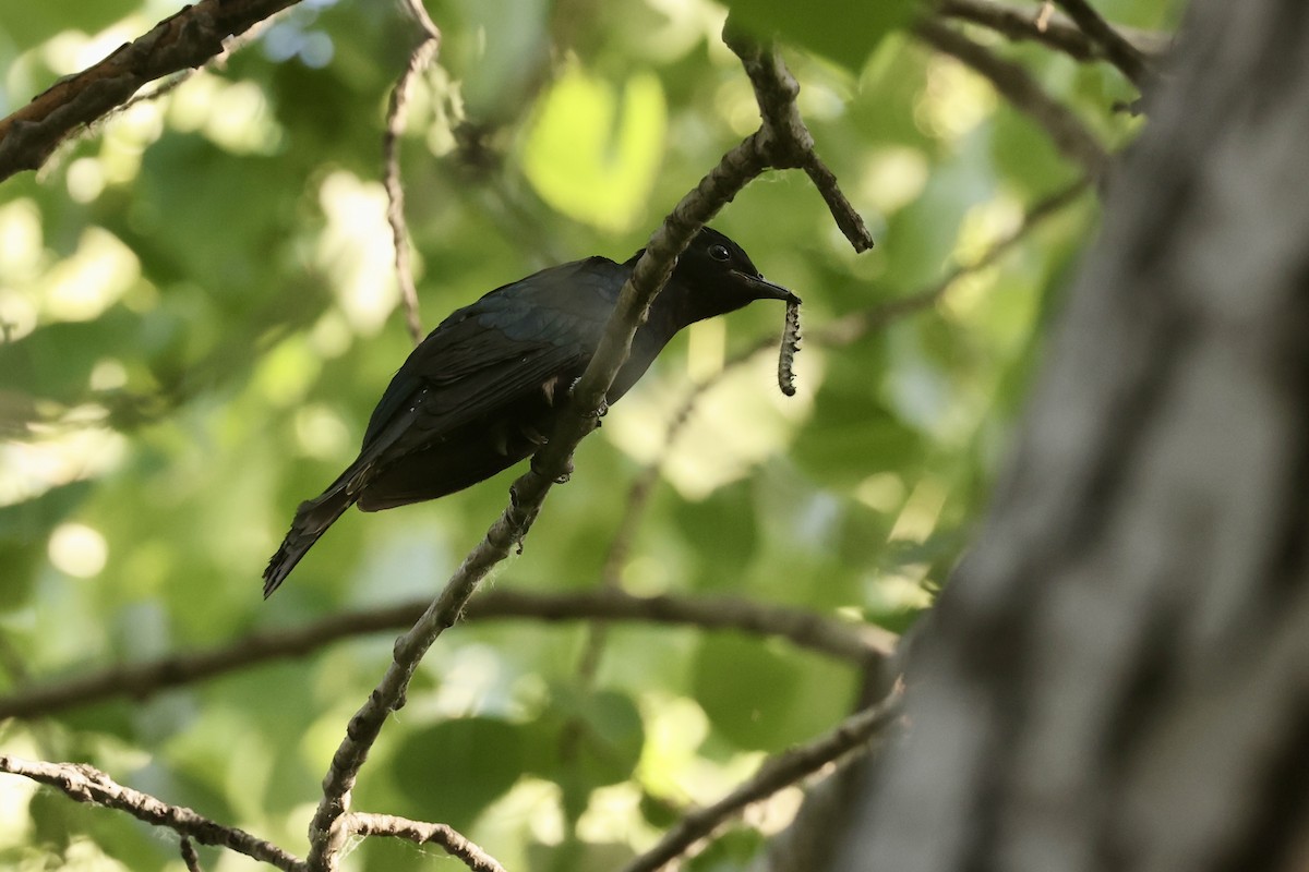 Square-tailed Drongo-Cuckoo - ML618807074