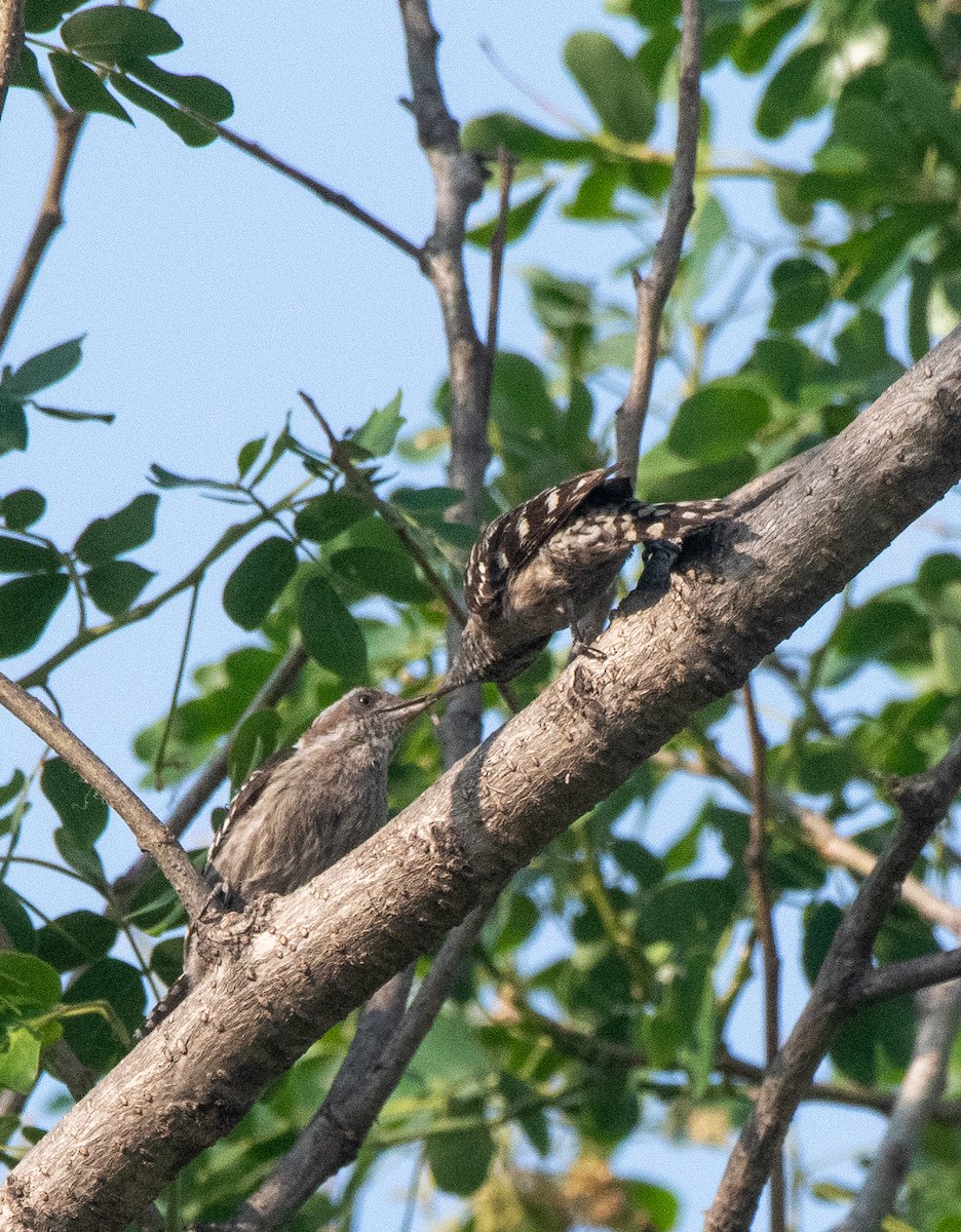 Brown-capped Pygmy Woodpecker - ML618807089