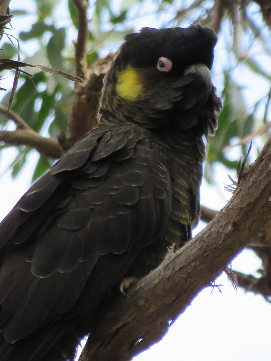 Yellow-tailed Black-Cockatoo - ML618807092