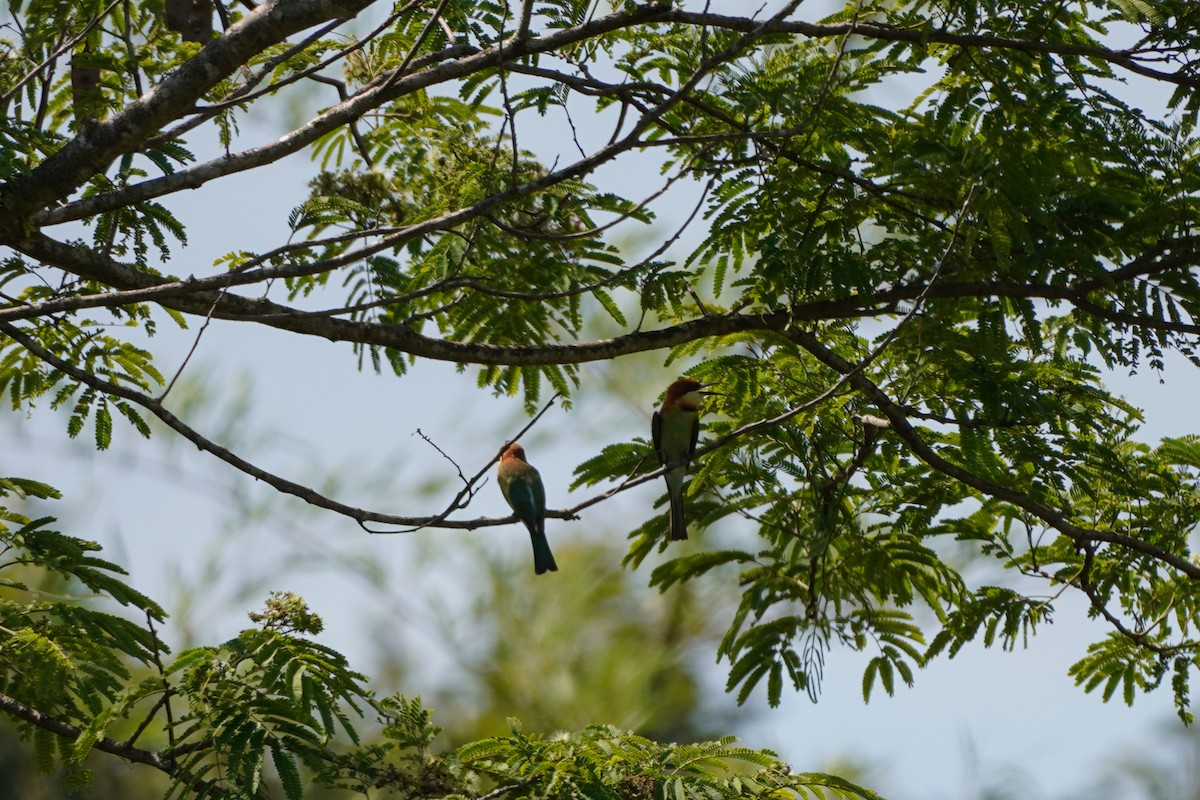 Chestnut-headed Bee-eater - Shih-Chun Huang