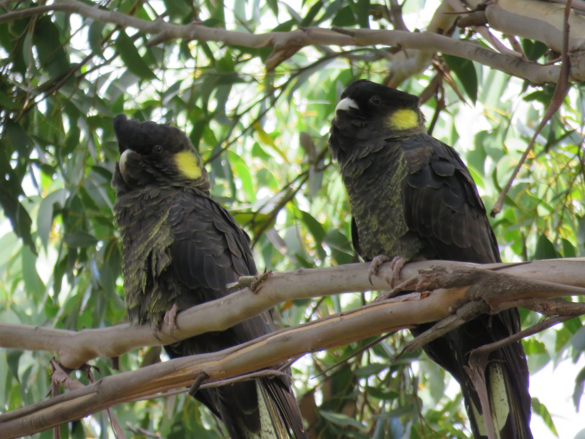 Yellow-tailed Black-Cockatoo - ML618807096