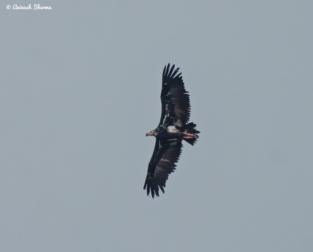 Red-headed Vulture - ML618807099