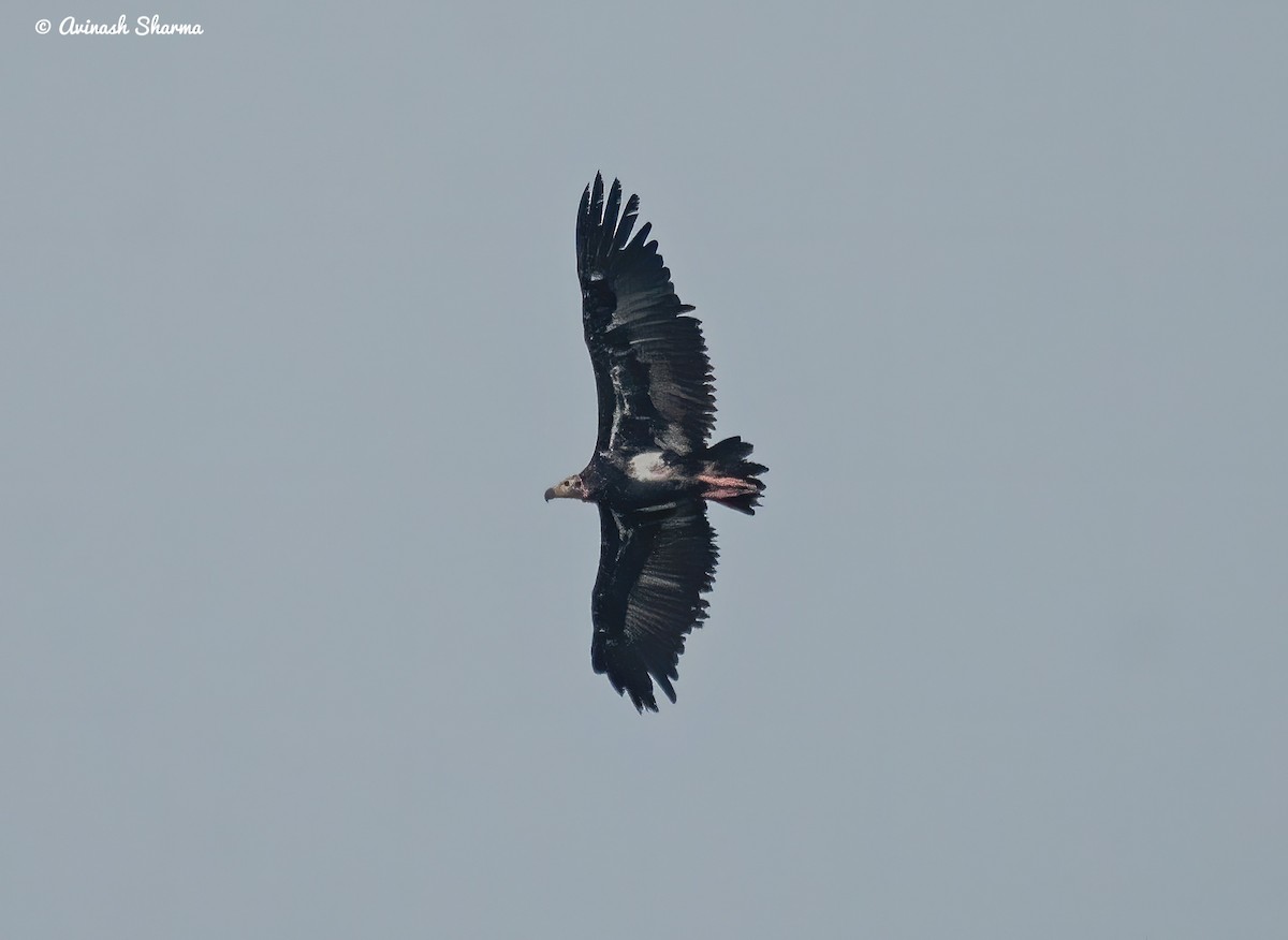 Red-headed Vulture - ML618807100