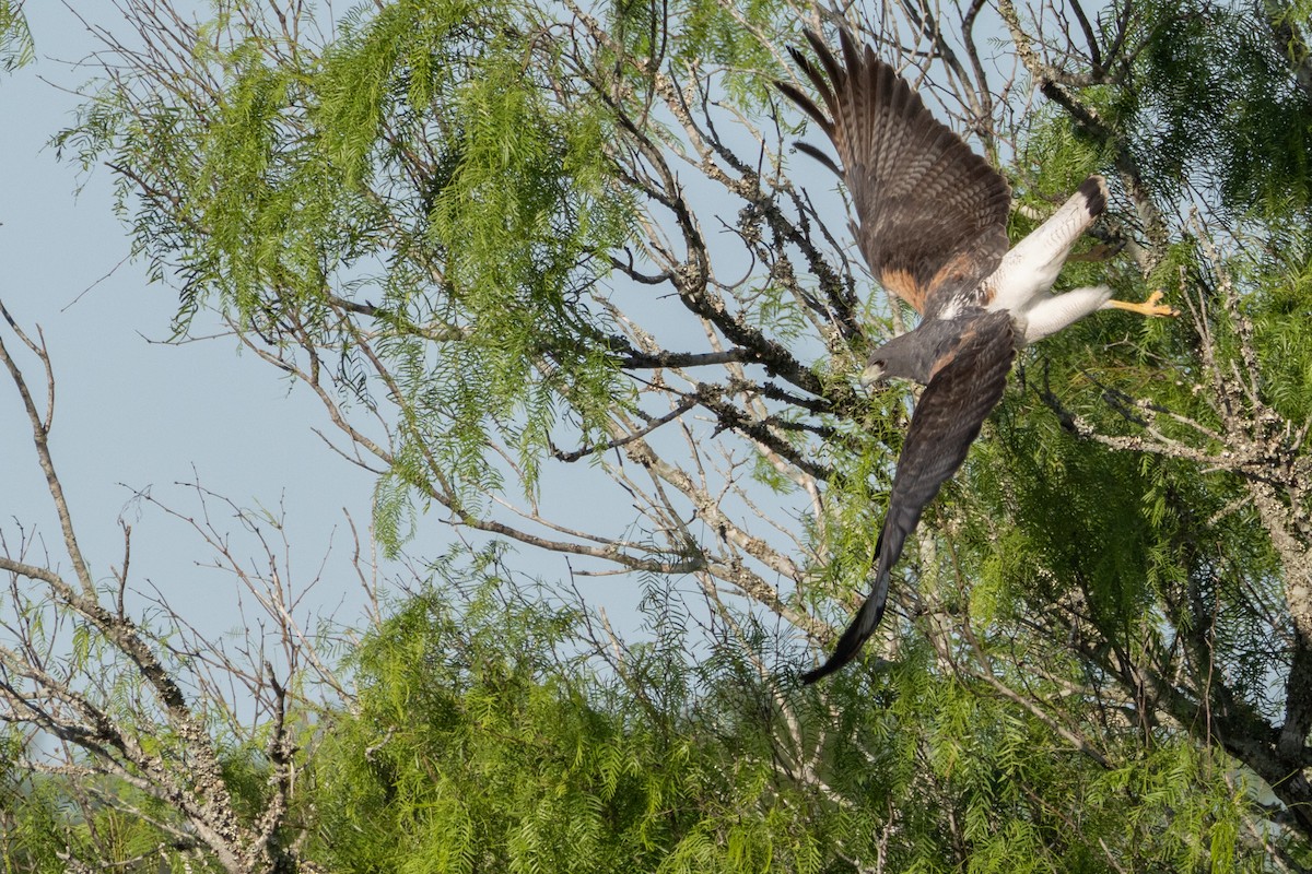 White-tailed Hawk - Phil Lehman