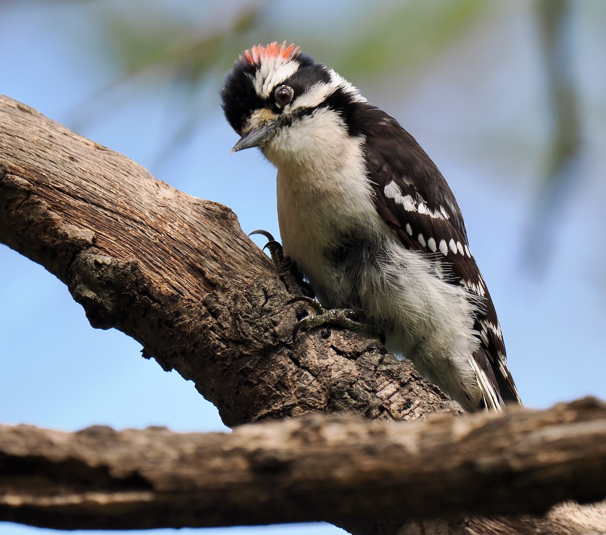 Downy Woodpecker - ML618807129