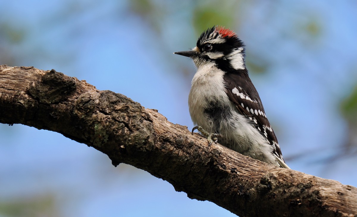 Downy Woodpecker - ML618807130