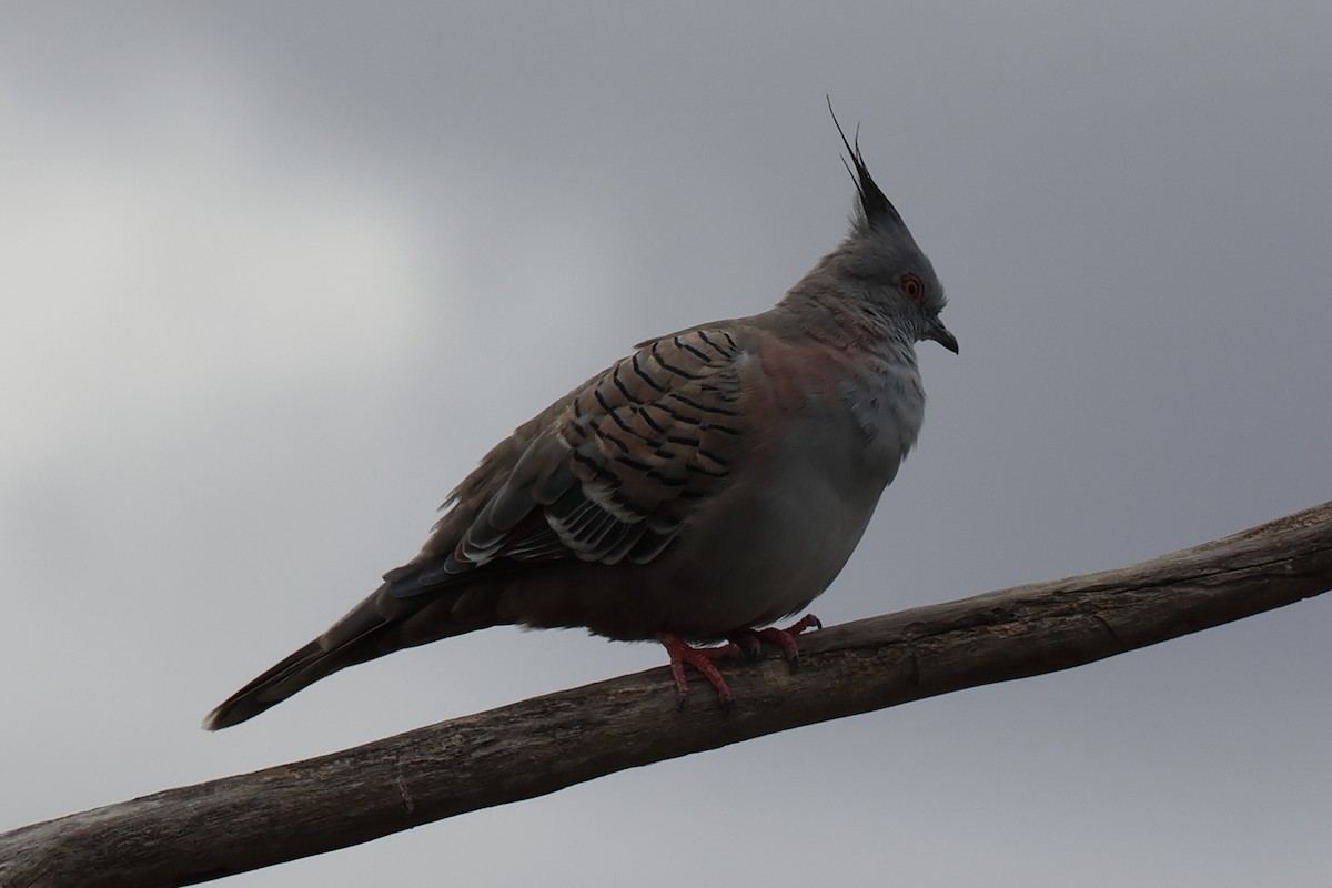 Crested Pigeon - ML618807135