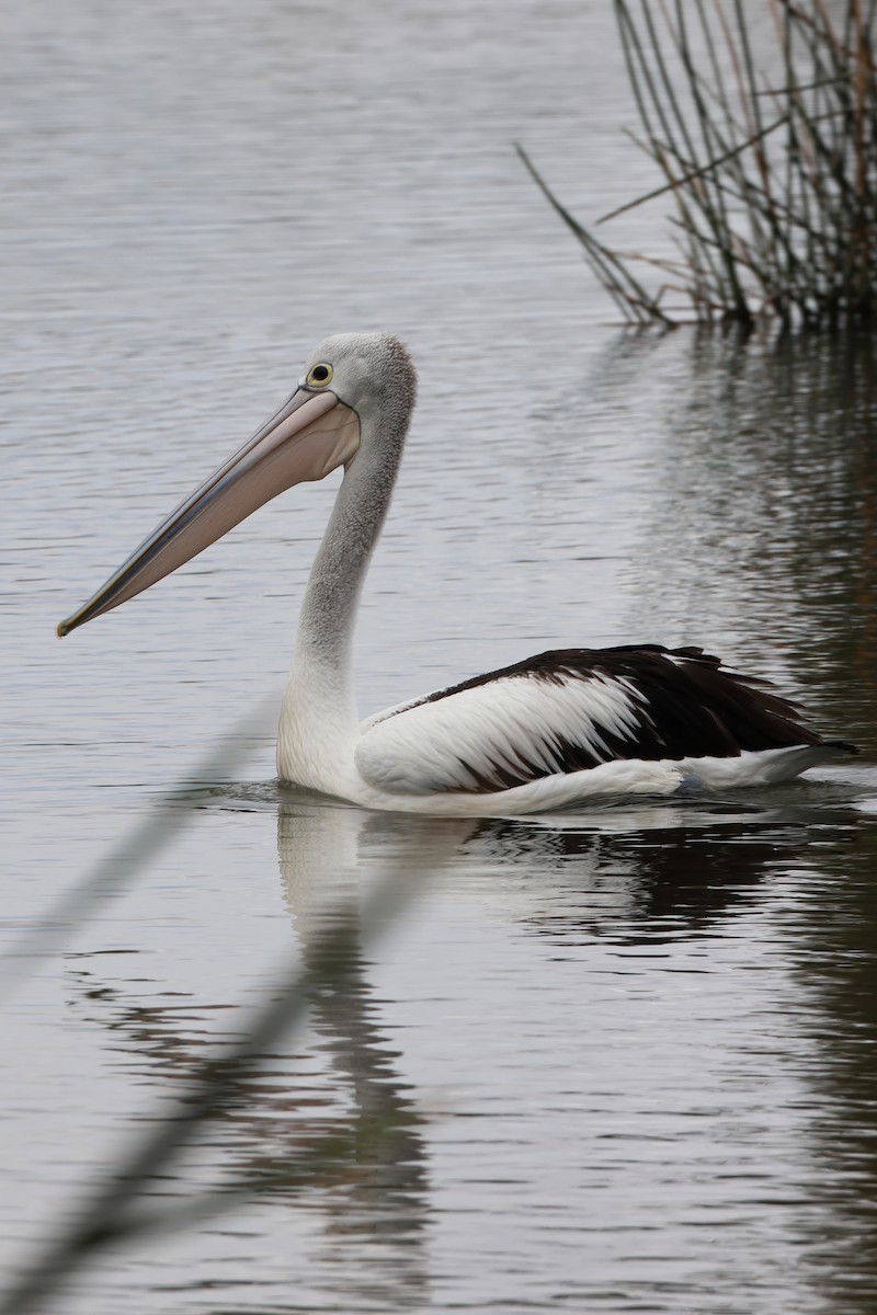 pelikán australský - ML618807160