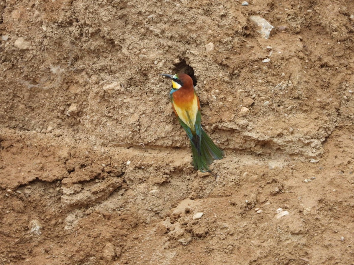 European Bee-eater - Kenan Erayman