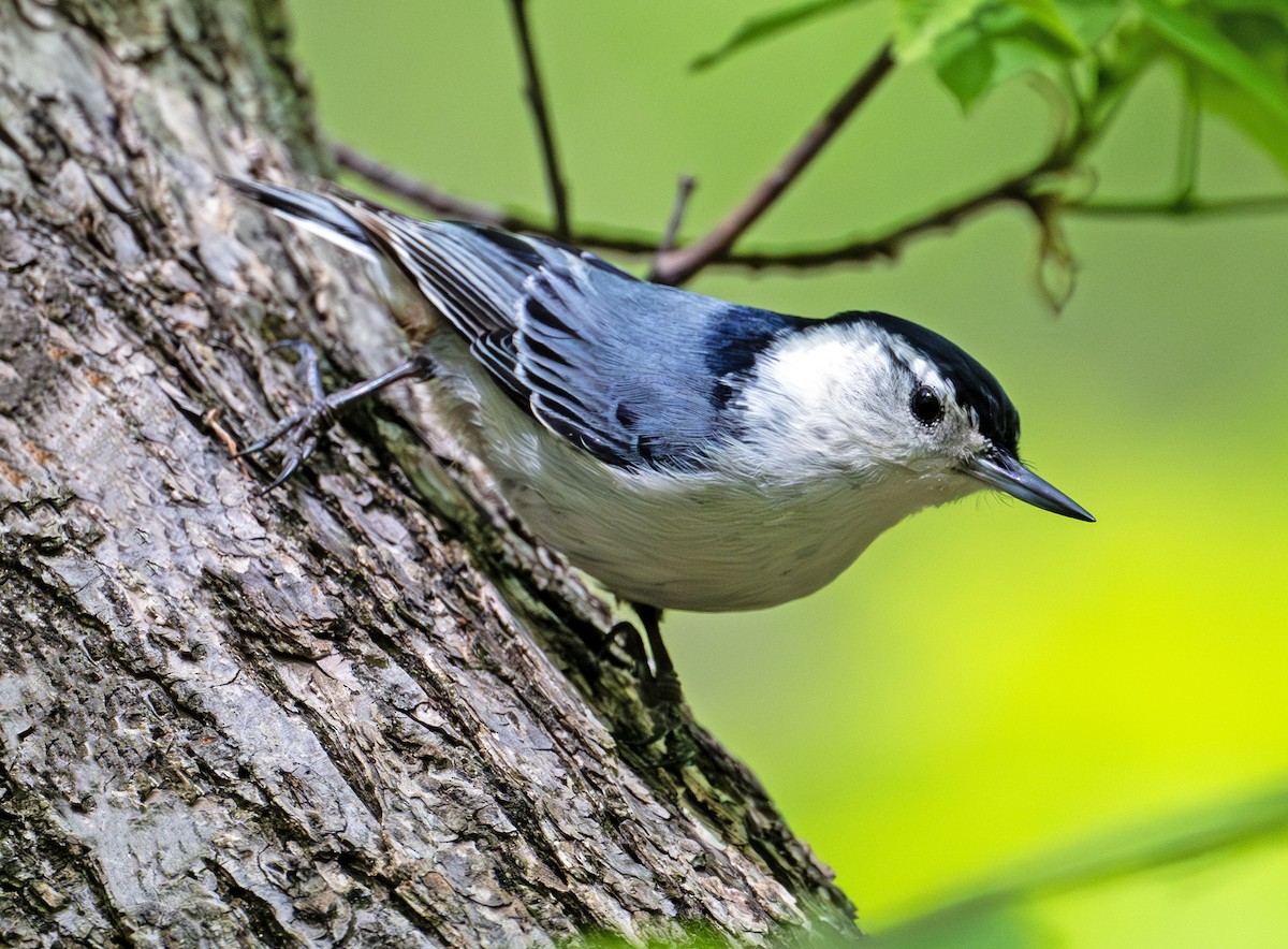 White-breasted Nuthatch - Greg Courtney